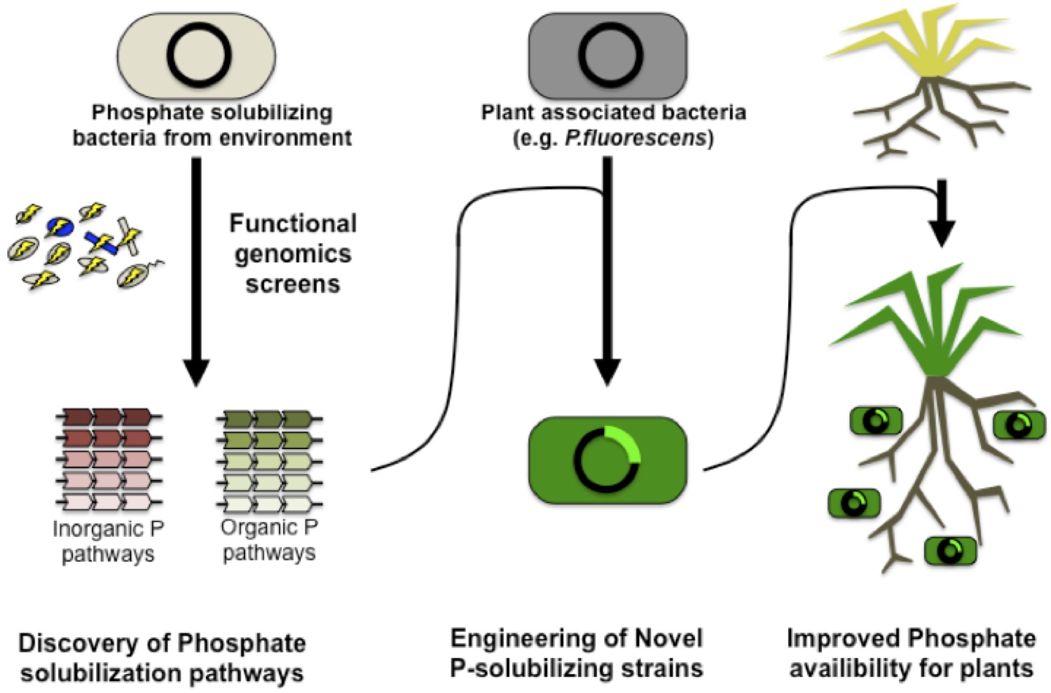 engineering-phosphate-solubilizing-plant-associated-bacteria