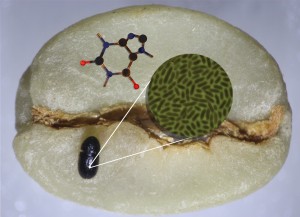 A coffee berry borer (lower left) sits atop a coffee bean, which is its sole source of food and shelter. The beetle thrives in the toxic, caffeine-rich bean thanks to the microbes in its gut, shown in the green microscopy image. A schematic of a caffeine molecule is also shown. (Image credit: Berkeley Lab)